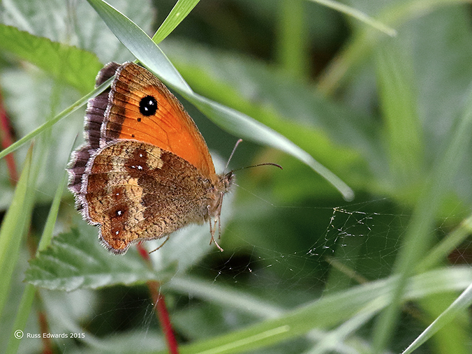 Gatekeeper butterfly at Trehafren.
