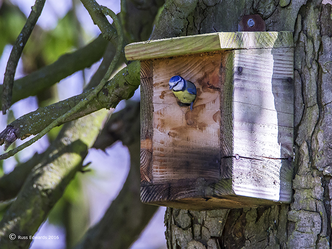 Blue Tit using nest box in Dolerw.